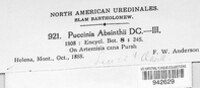 Puccinia absinthii image